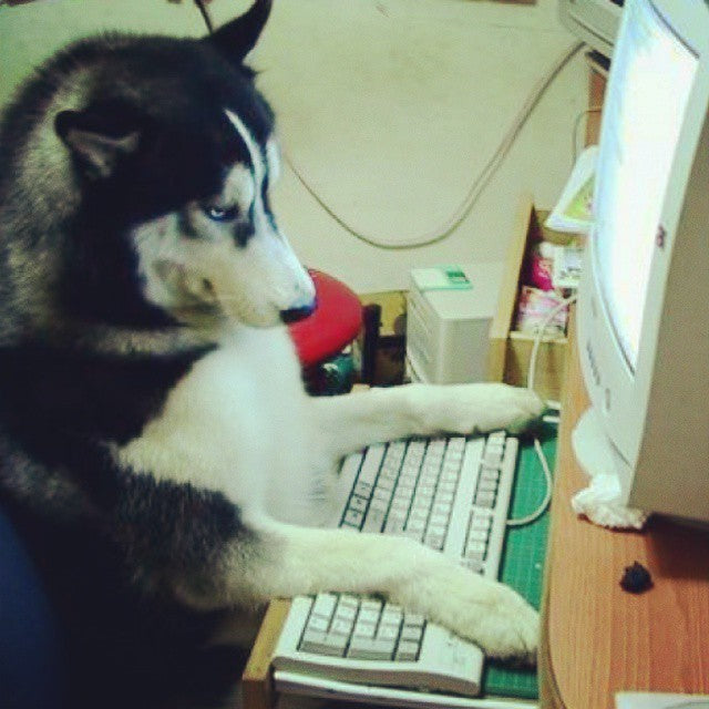 Where my Dawgs at? They’re shopping cyber Monday at...